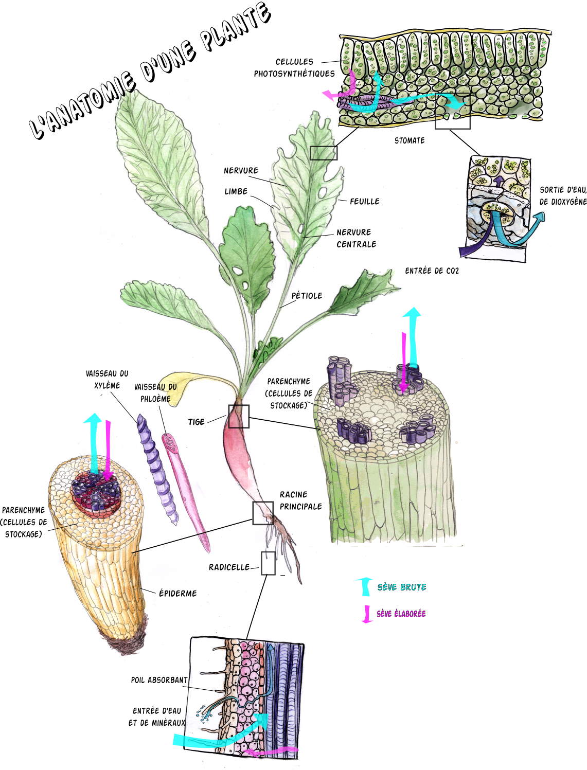 anatomie d'une plante
