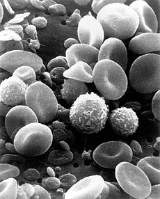 cellules du sang