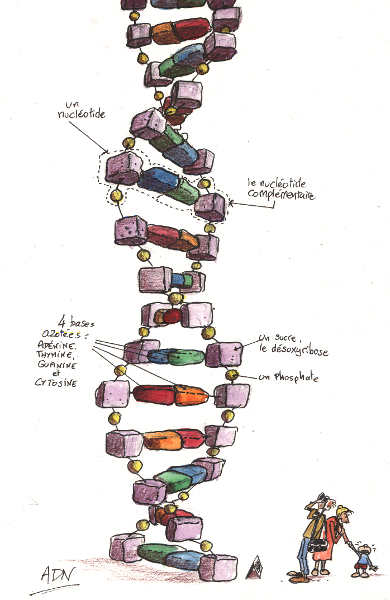 ADN modele