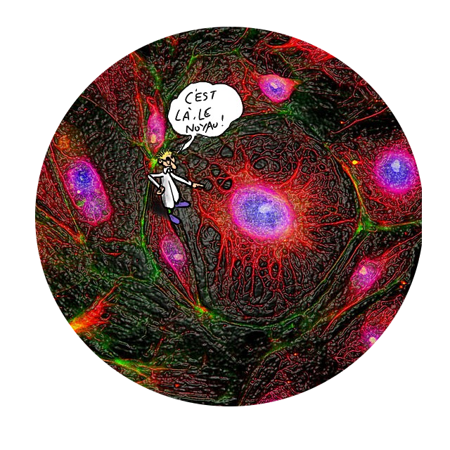 noyau cellulaire 